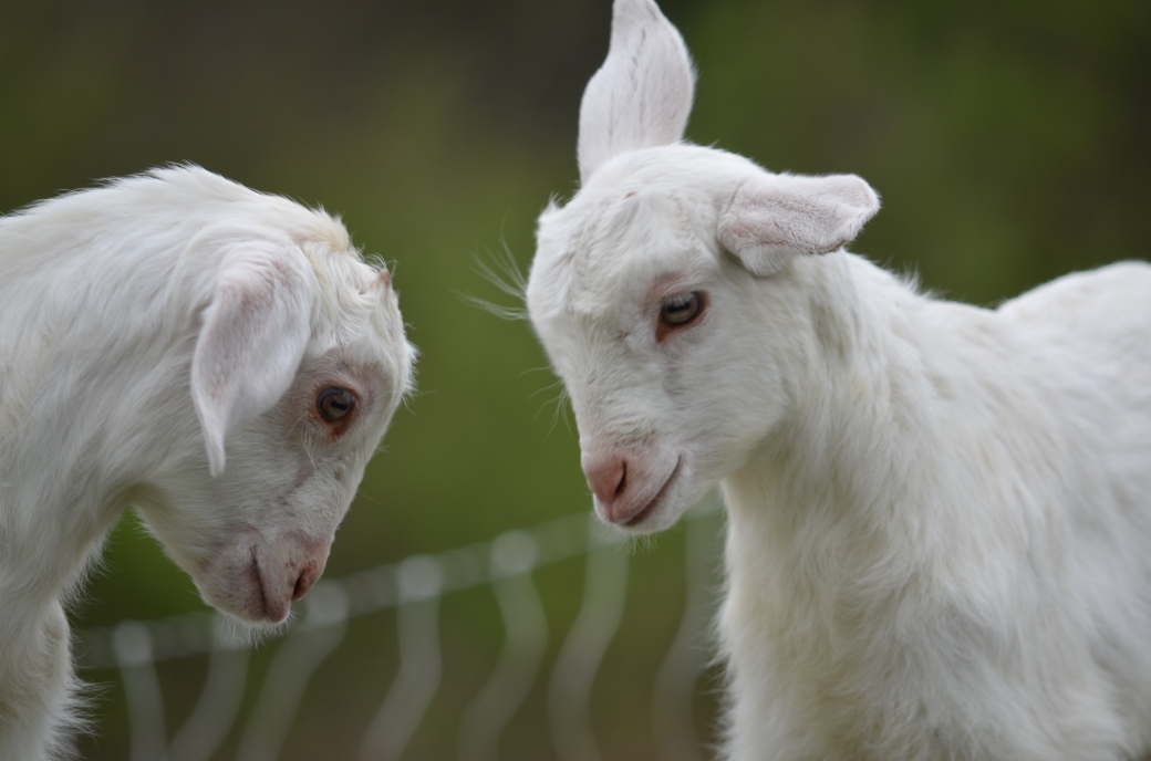 baby-goats_0359