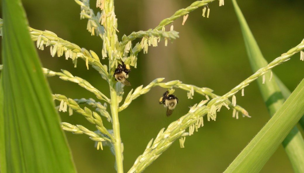 B. impatiens on corn