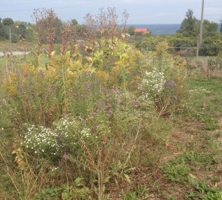 Wildflower Planting in Late Fall